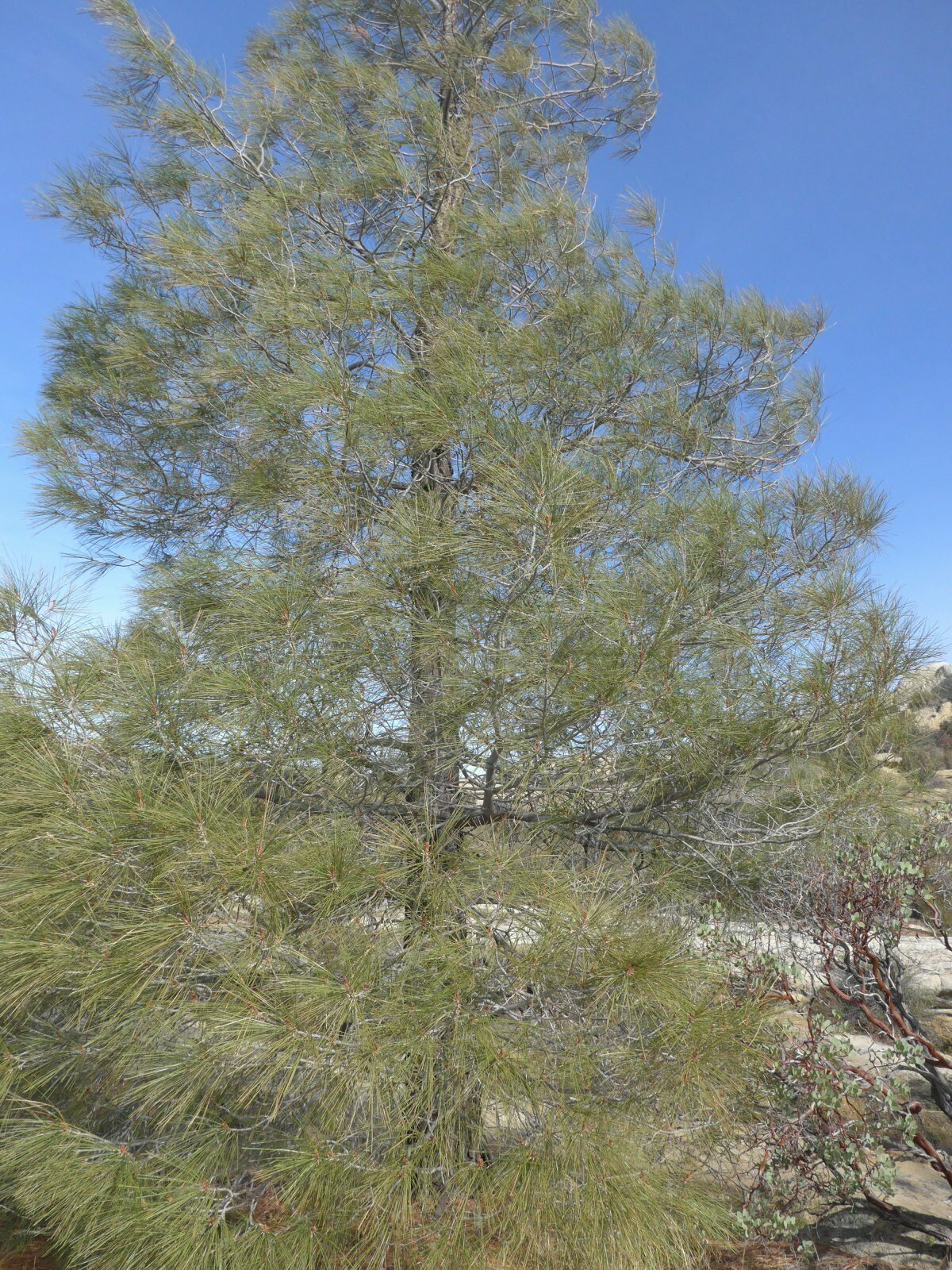 High Resolution Pinus sabiniana Main